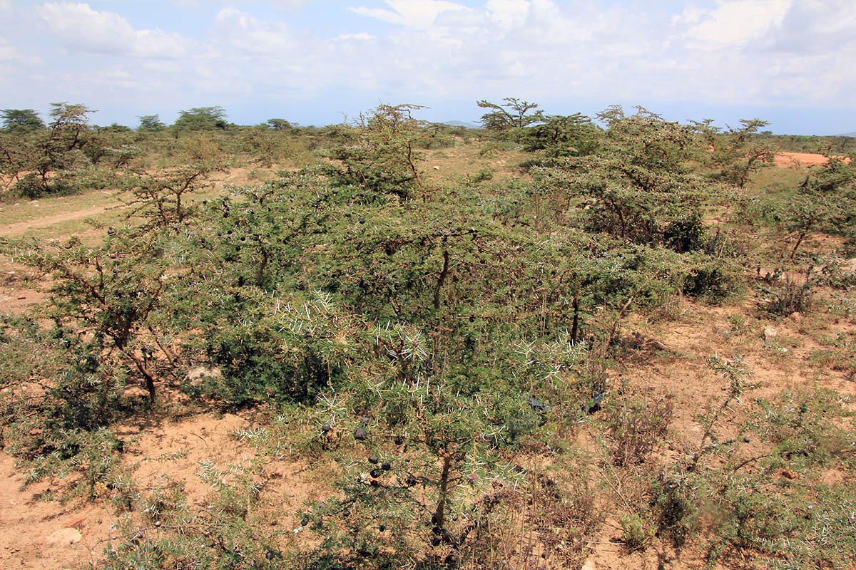 Image of Vachellia drepanolobium specimen.