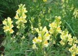 Linaria acutiloba