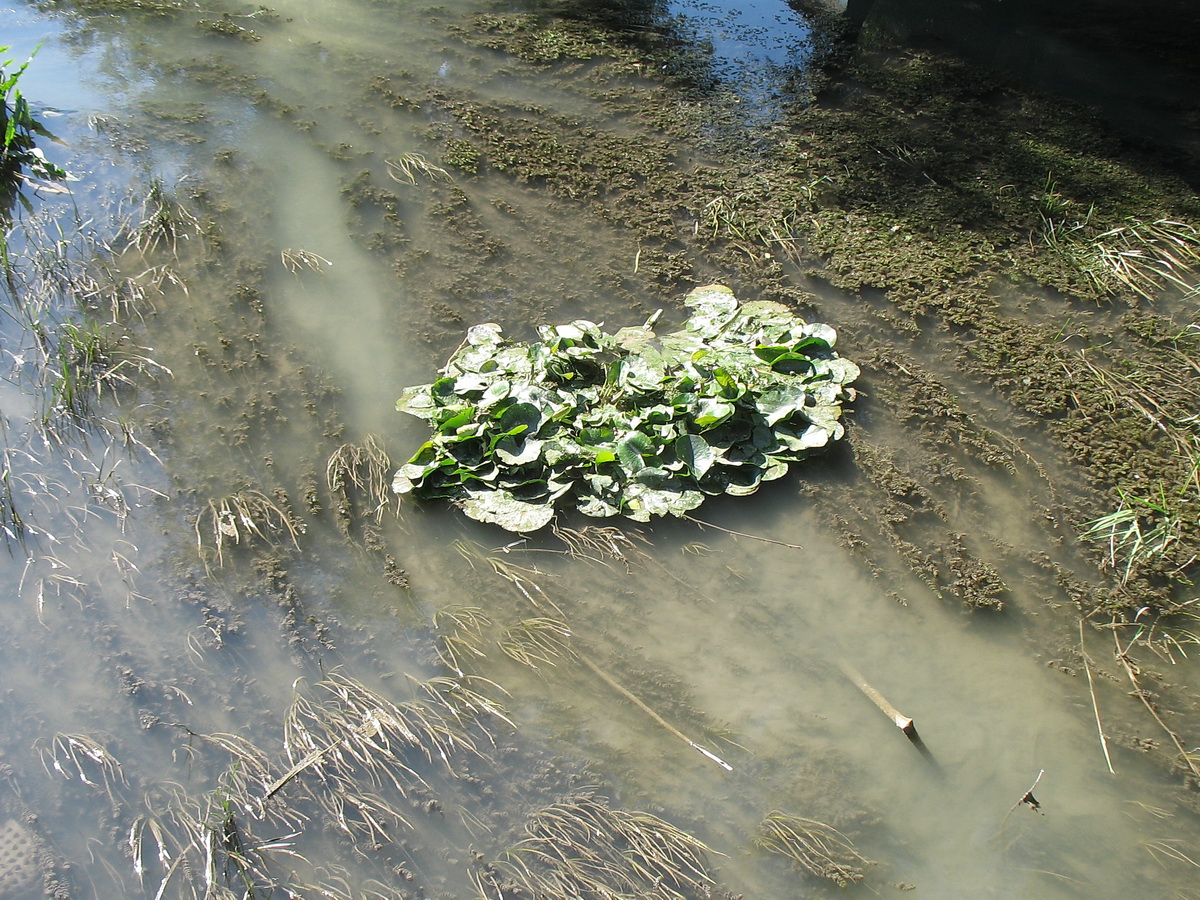 Image of Nymphaea tetragona specimen.