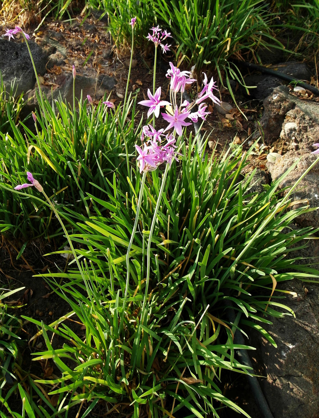 Изображение особи Tulbaghia violacea.