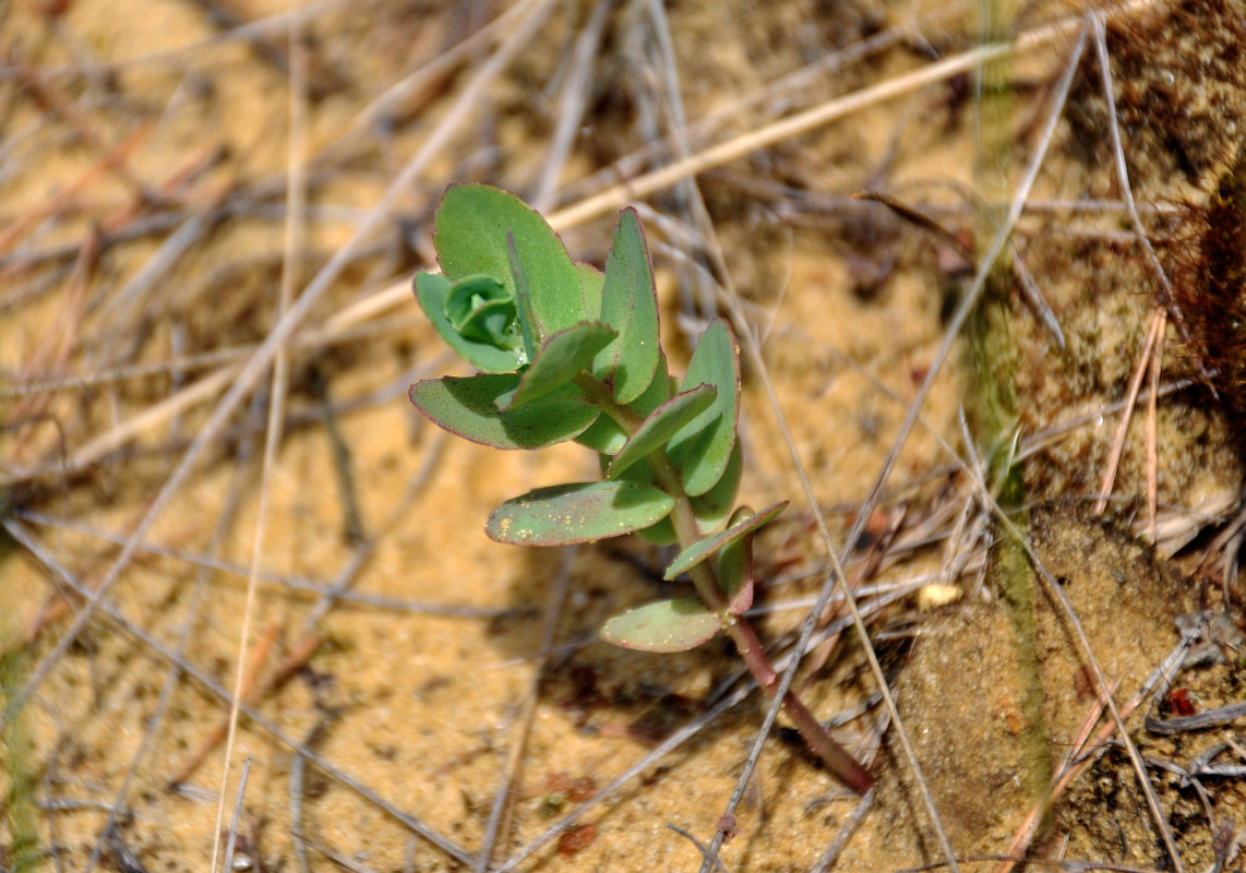 Image of genus Hylotelephium specimen.