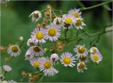 Erigeron подвид lilacinus