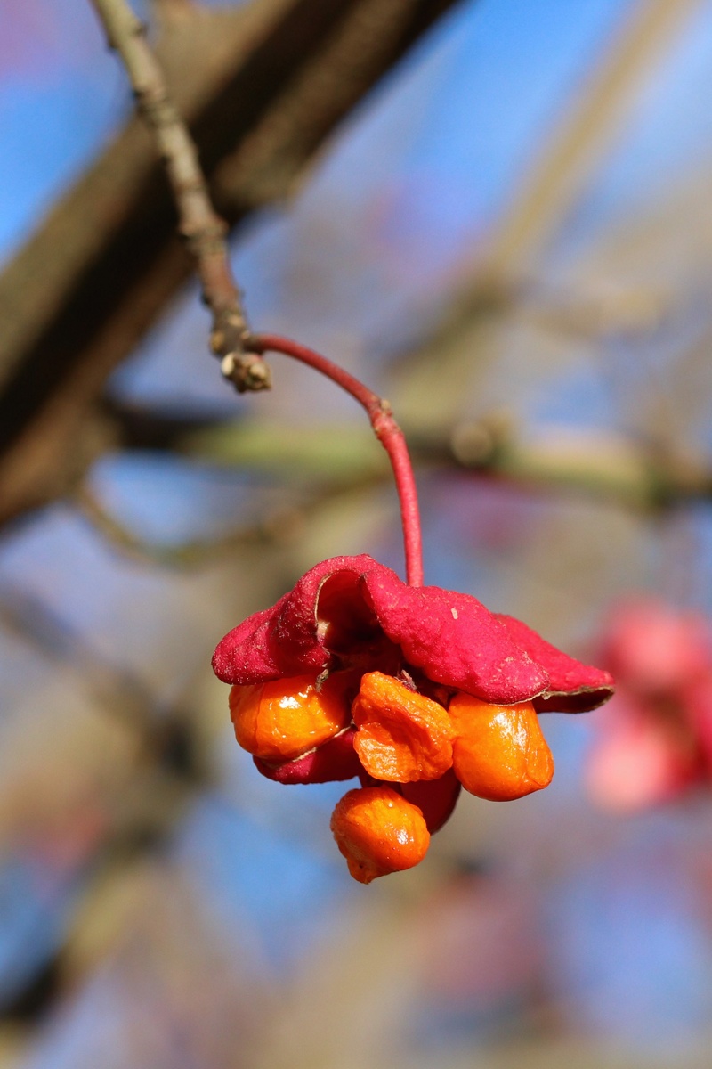 Изображение особи Euonymus europaeus.