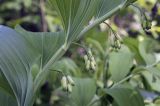 Polygonatum multiflorum