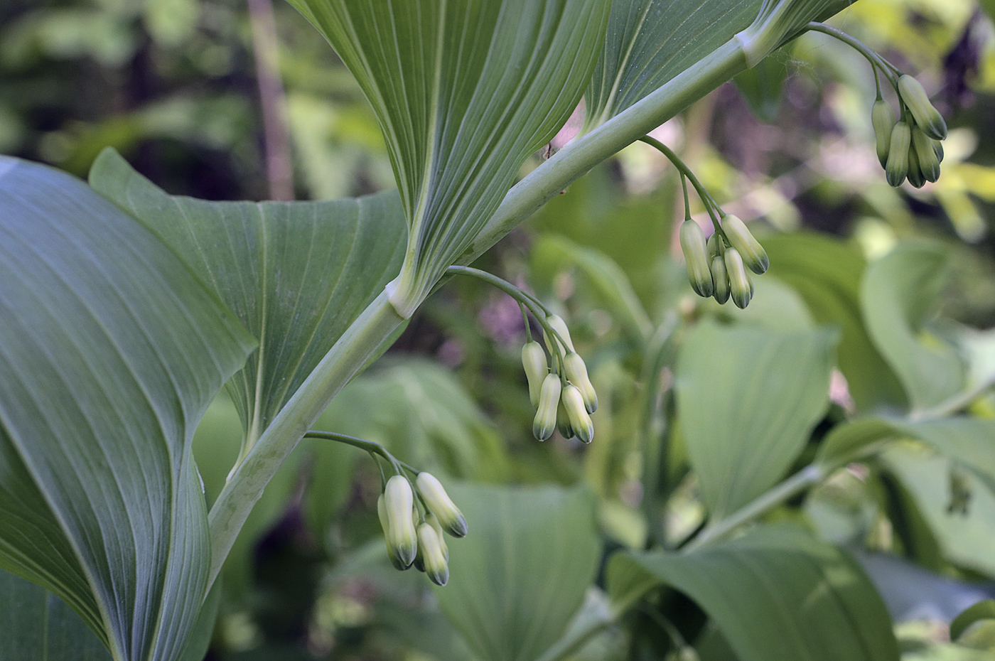 Image of Polygonatum multiflorum specimen.