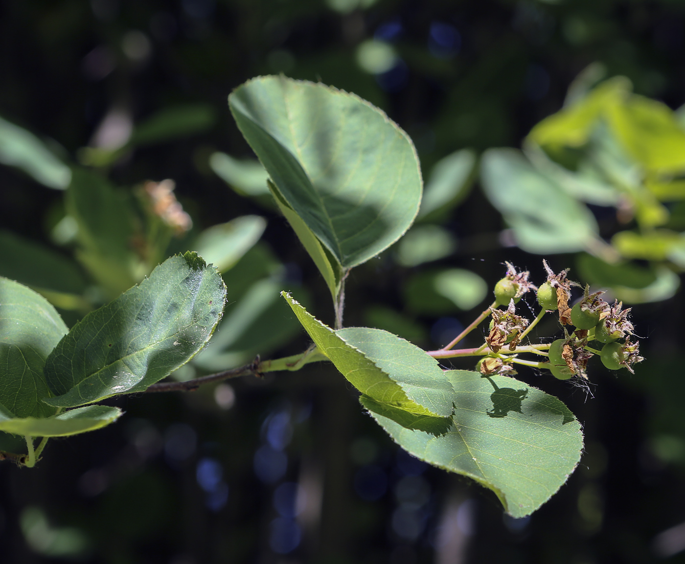 Image of Amelanchier canadensis specimen.