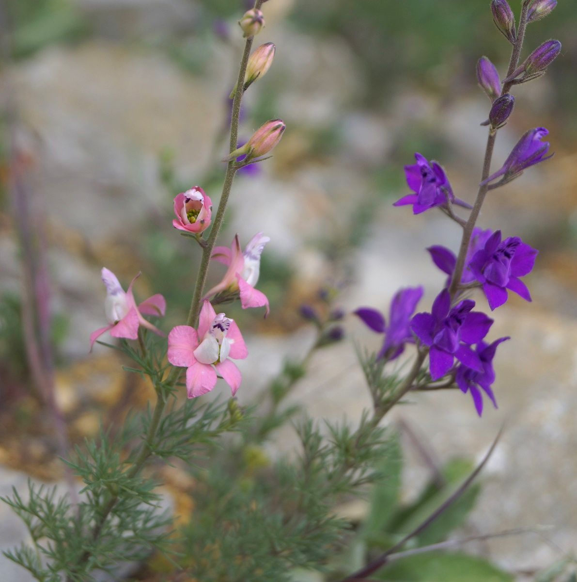 Image of Delphinium hispanicum specimen.