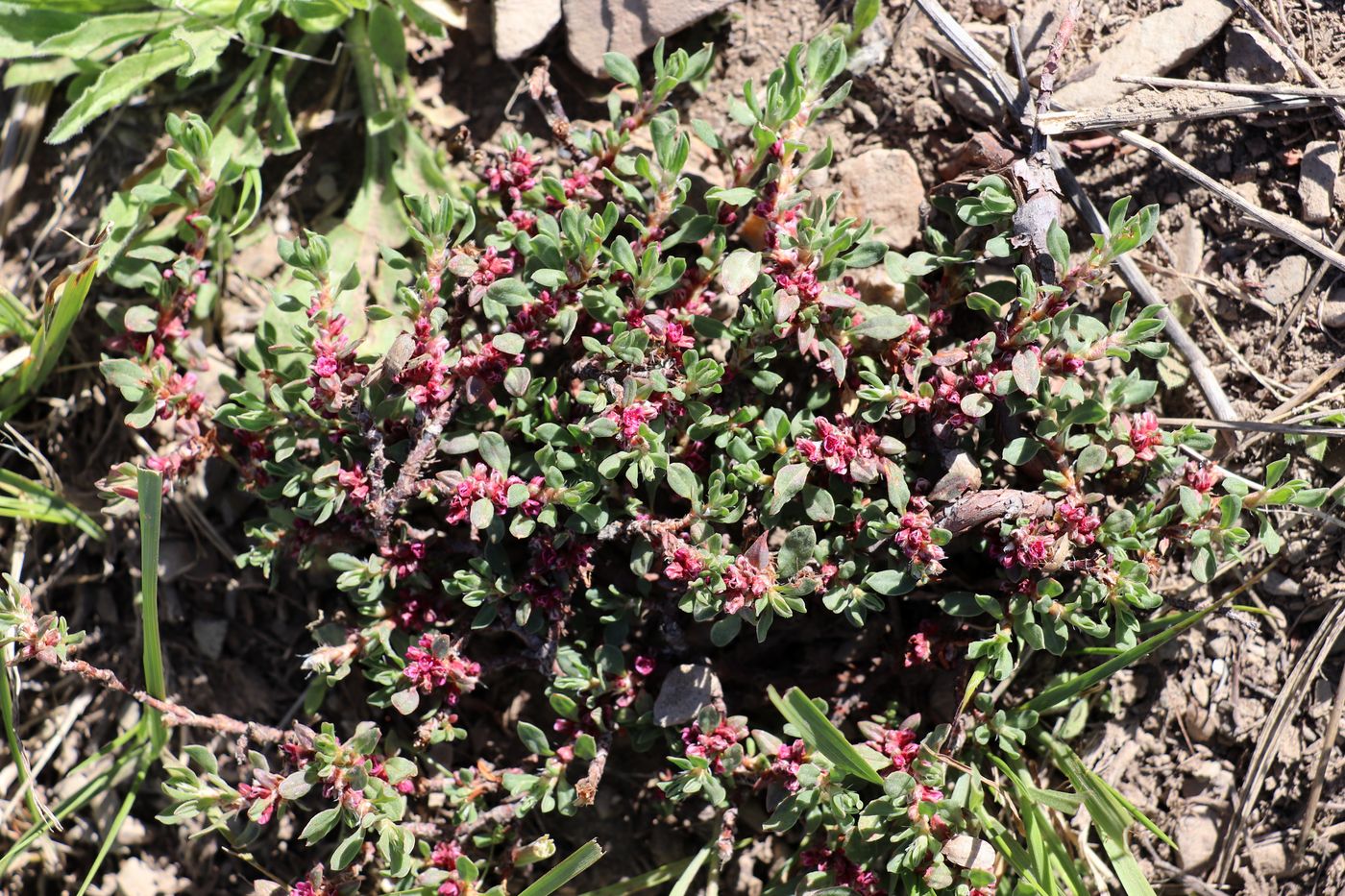 Изображение особи Polygonum biaristatum.