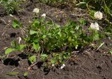 Trifolium repens