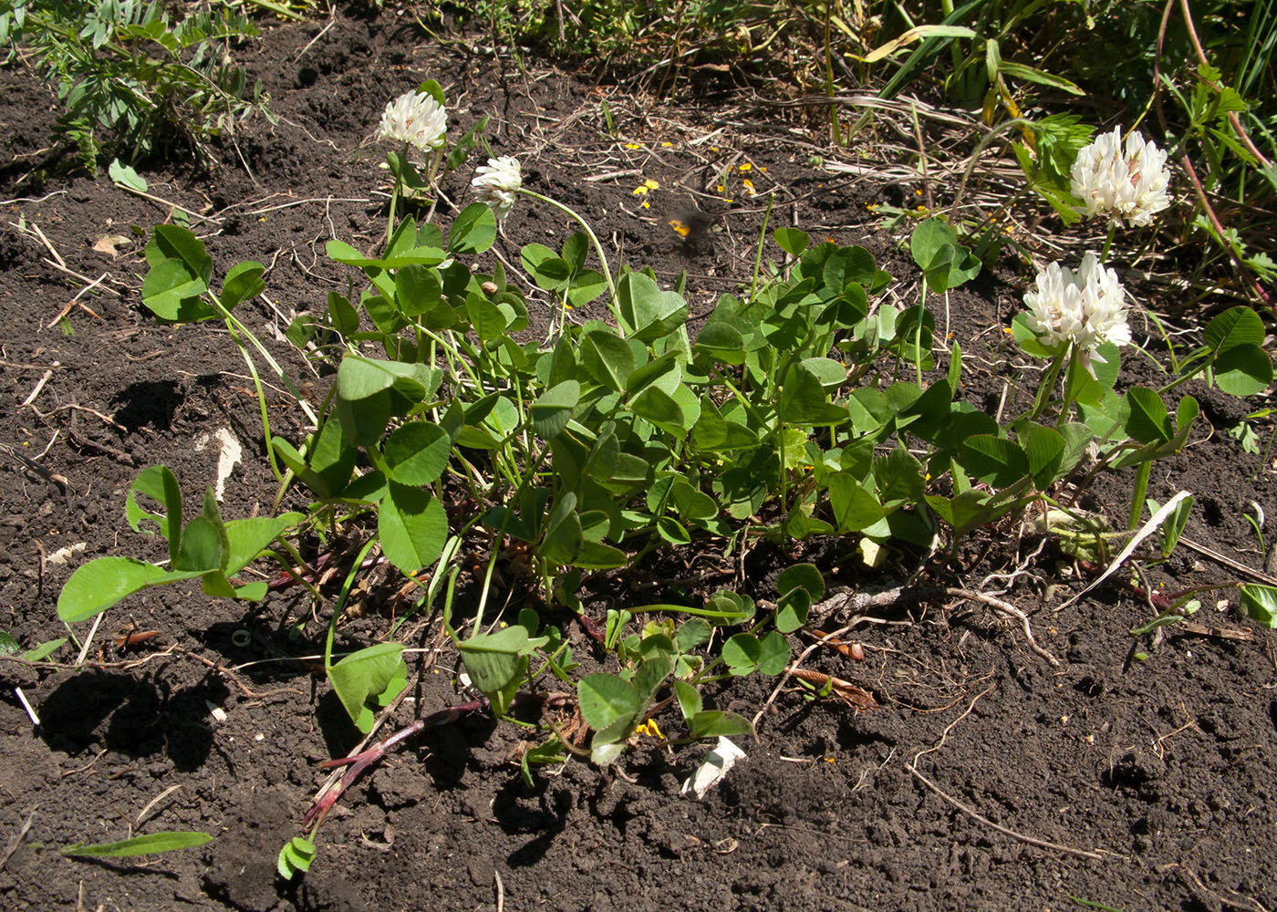 Изображение особи Trifolium repens.