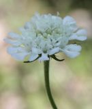 Scabiosa praemontana. Соцветие. Крым, Бахчисарайский р-н, окр. с. Трудолюбовка, меловая осыпь на г. Белой. 21.07.2010.