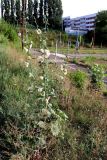 Alcea rosea