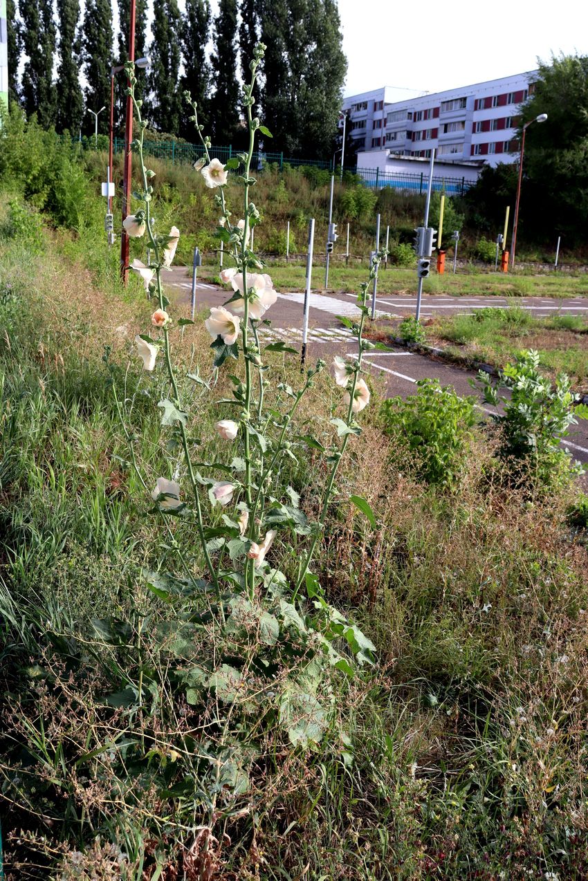 Изображение особи Alcea rosea.