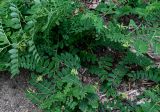 Astragalus glycyphyllos