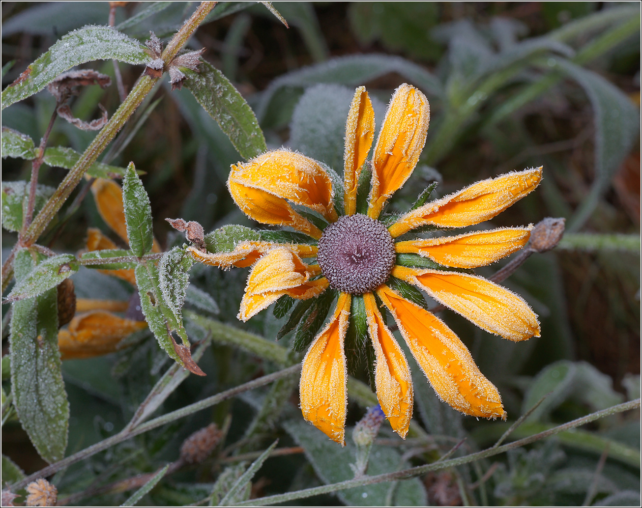 Image of Rudbeckia hirta specimen.