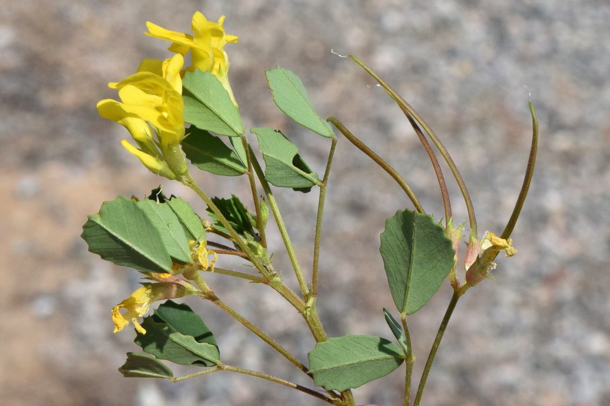 Image of Trigonella geminiflora specimen.