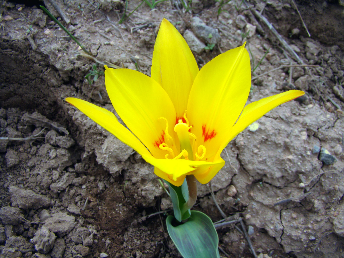 Image of Tulipa kaufmanniana specimen.