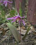 Erythronium sibiricum