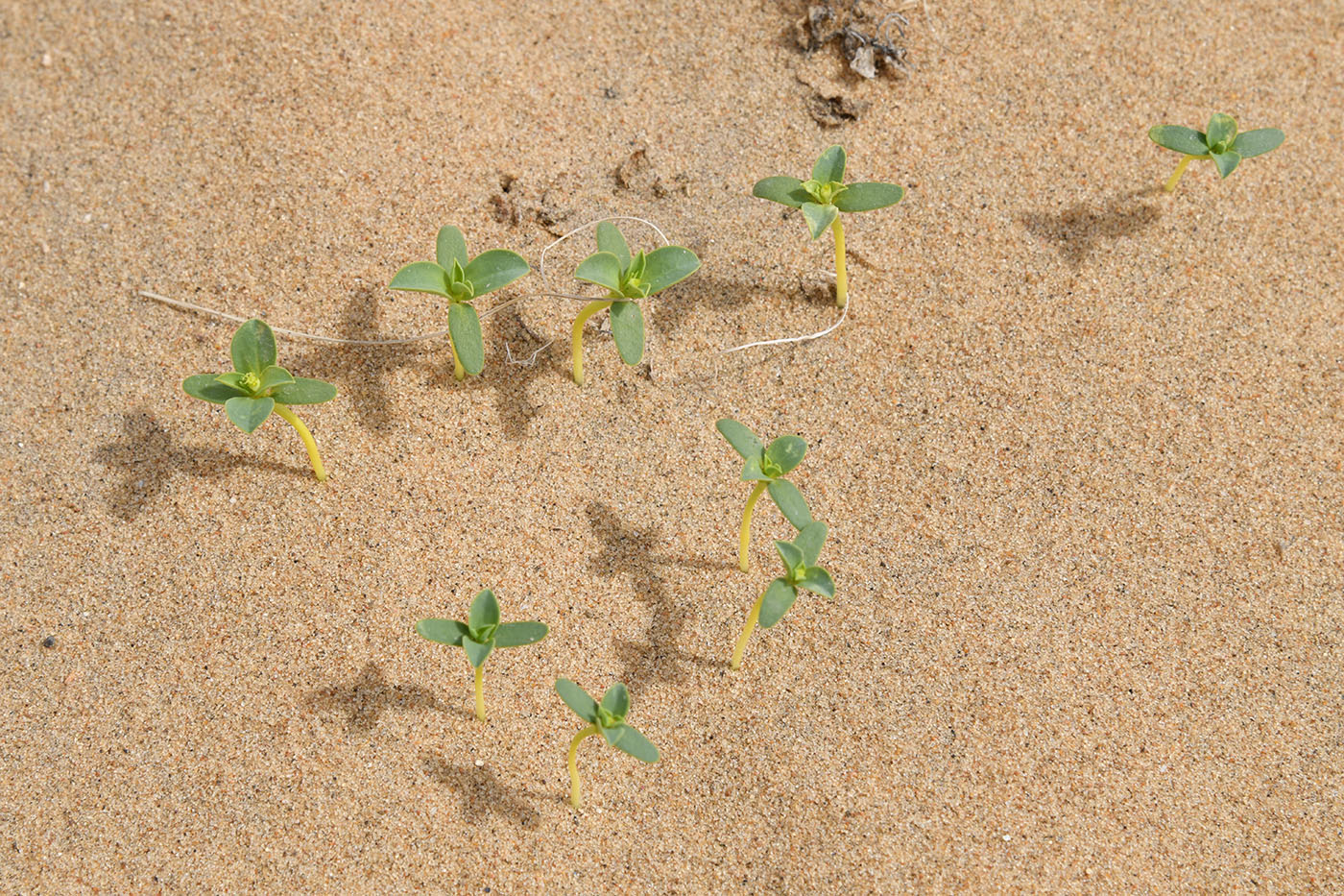 Image of genus Euphorbia specimen.