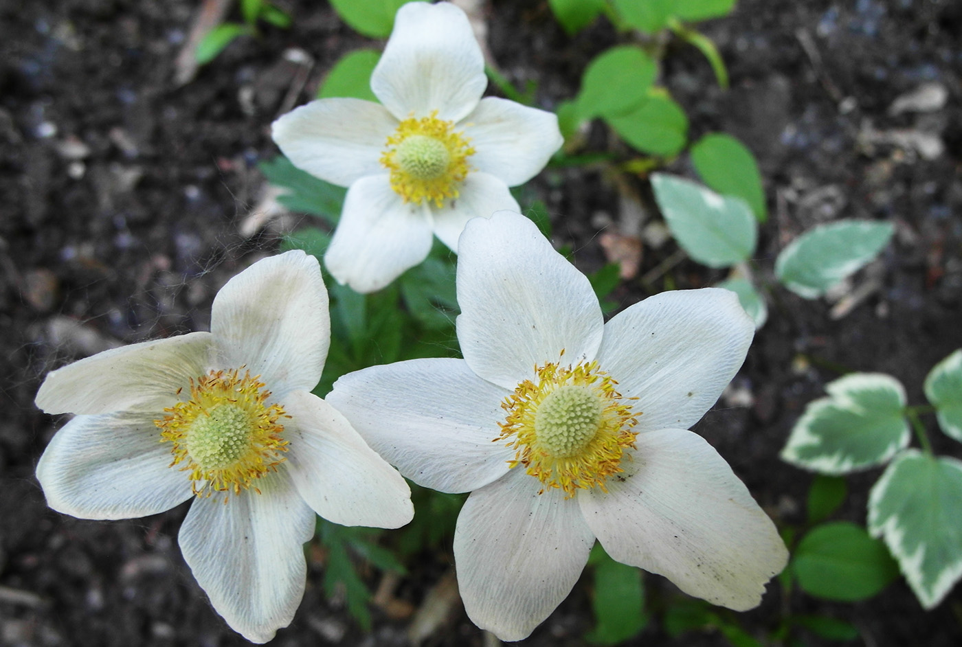 Изображение особи Anemone sylvestris.