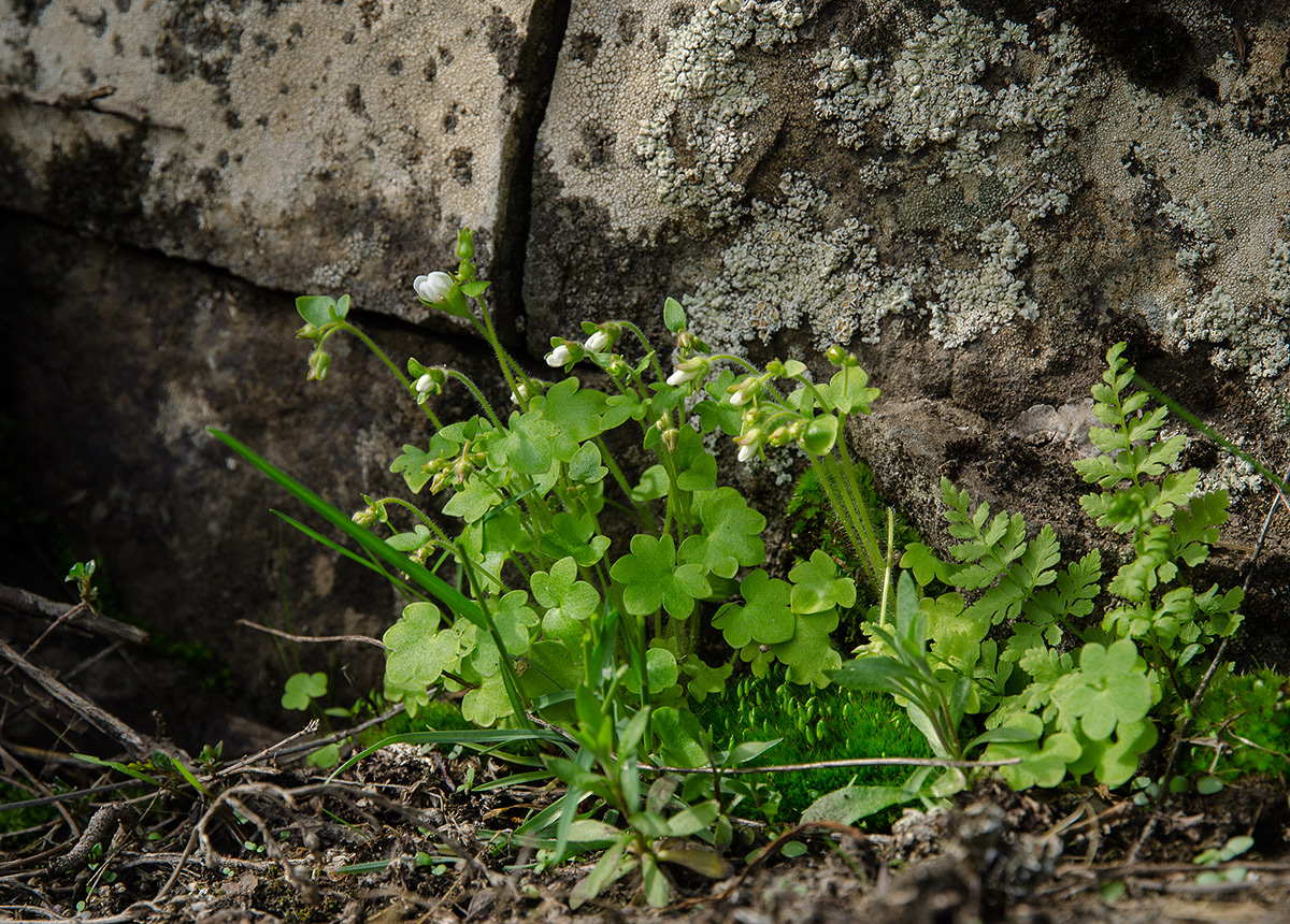 Image of Saxifraga sibirica specimen.