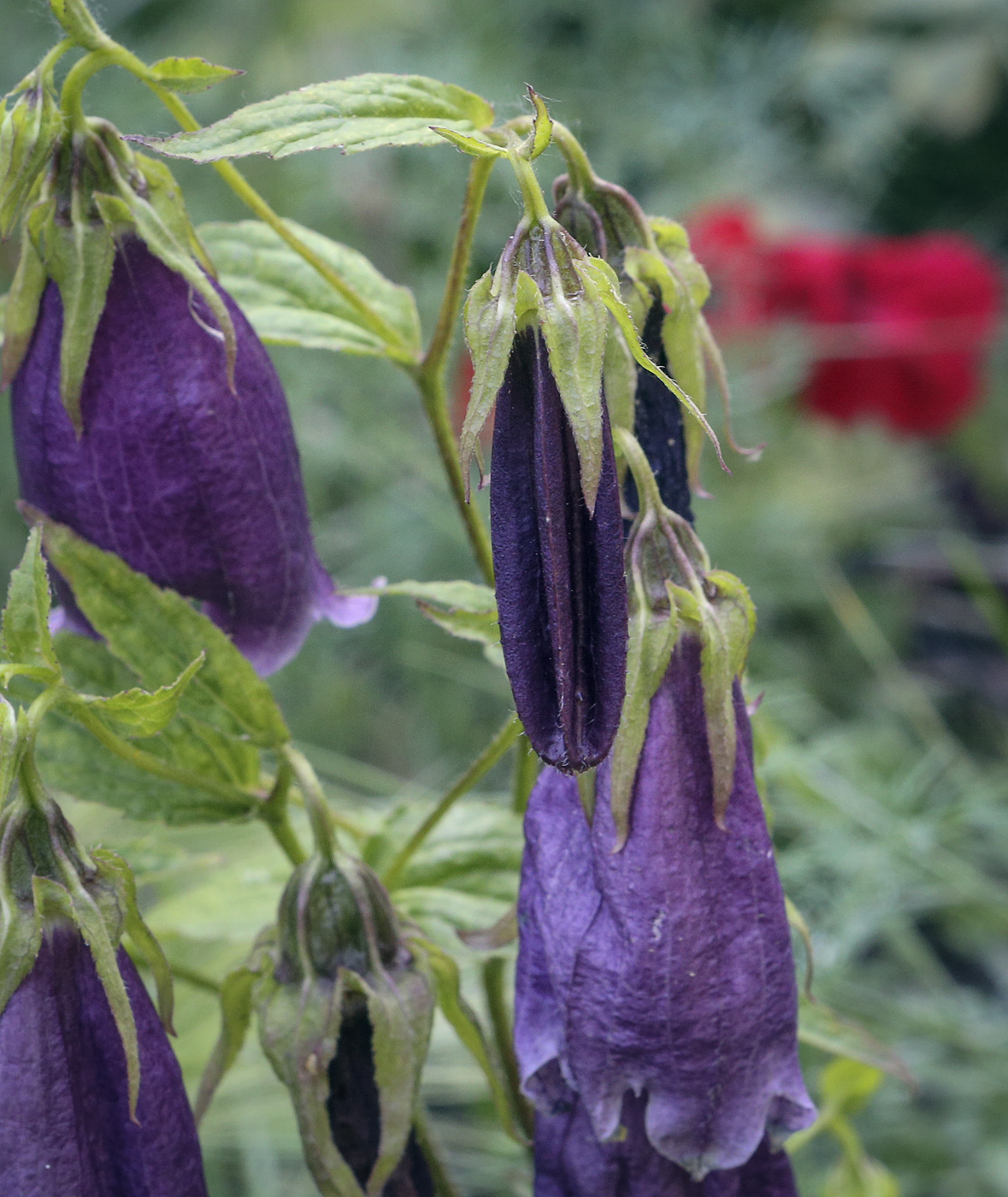 Image of Campanula punctata specimen.