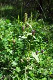 Prunella vulgaris