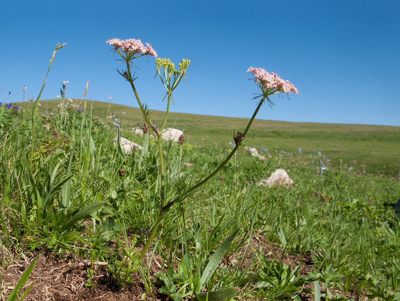 Изображение особи Chaerophyllum roseum.