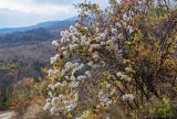 Clematis vitalba. Плодоносящие растения на ветвях Rosa. Крым, гора Южная Демерджи, сухой склон. 30.10.2021.