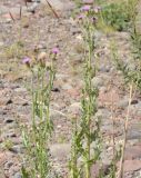 genus Cirsium