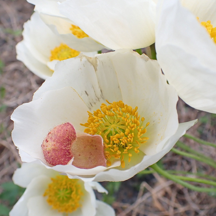 Image of Papaver amurense specimen.