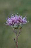 Saussurea prostrata