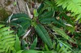 Blechnum nipponicum