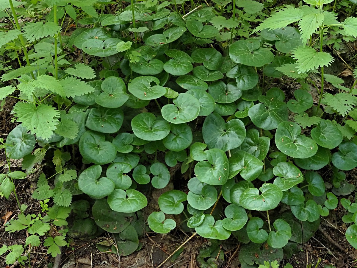 Image of Asarum europaeum specimen.