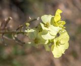 Erysimum flavum