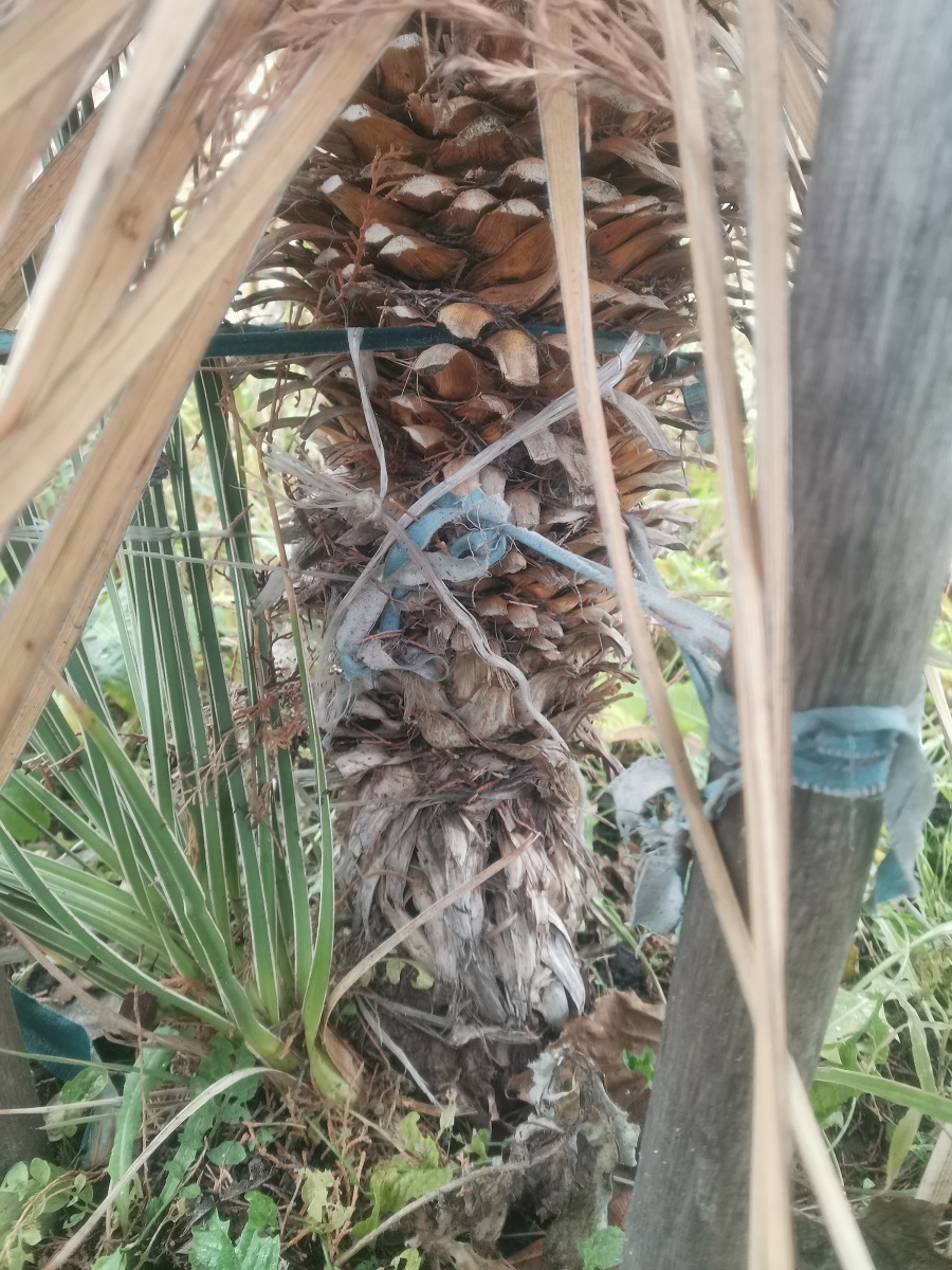 Image of genus Yucca specimen.