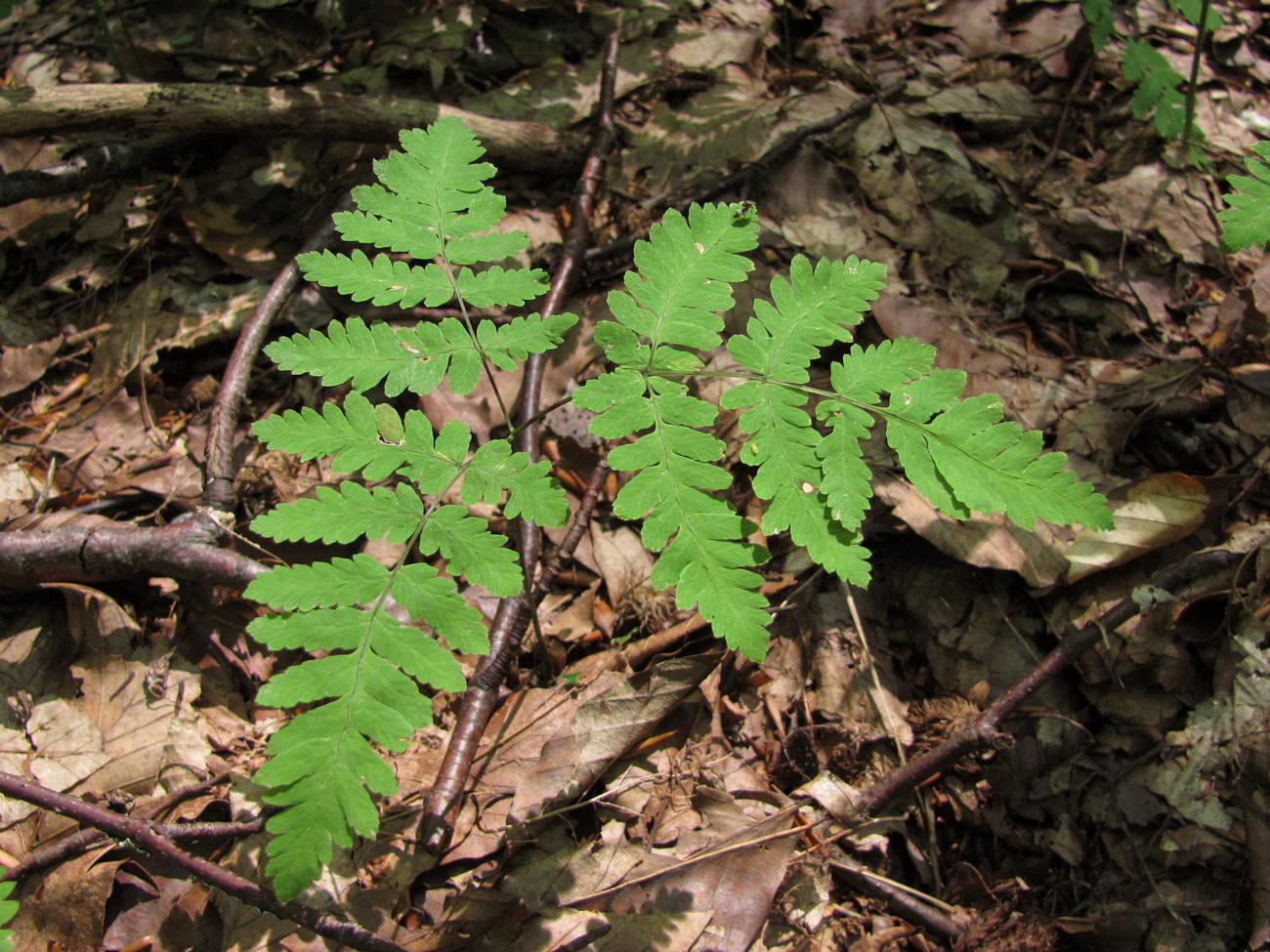Image of Gymnocarpium dryopteris specimen.