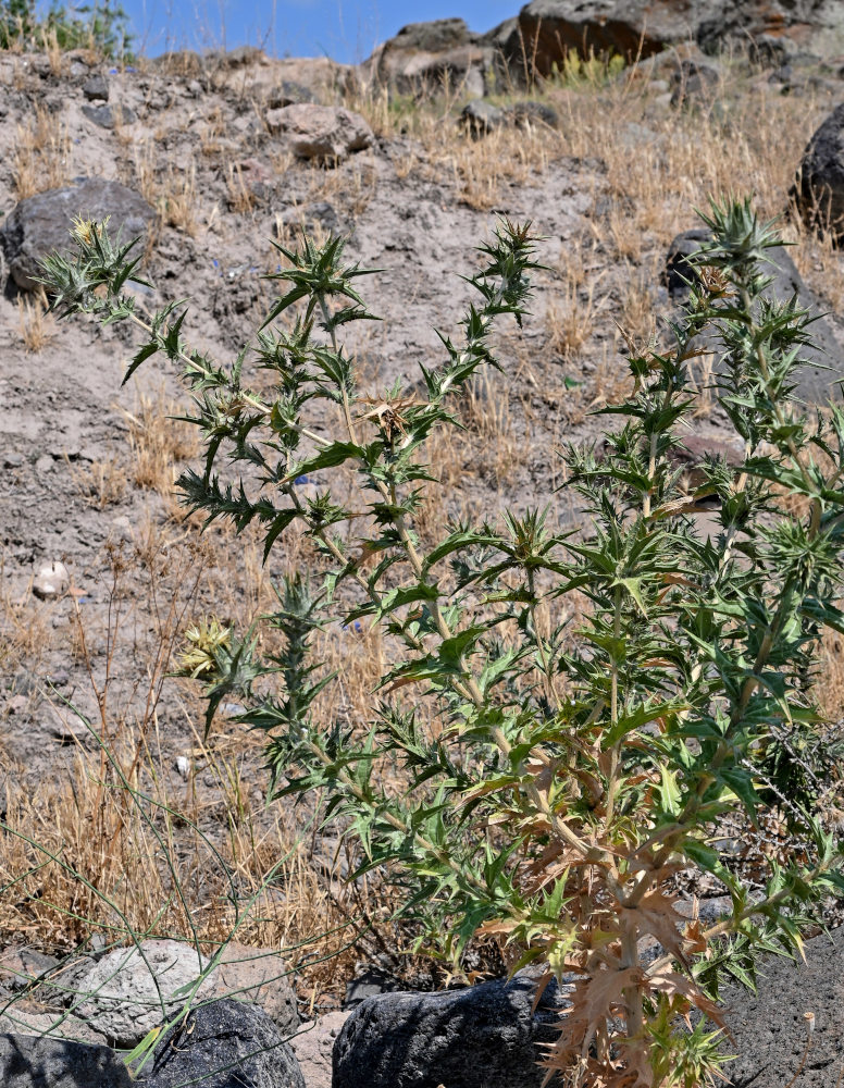 Image of Carthamus lanatus specimen.