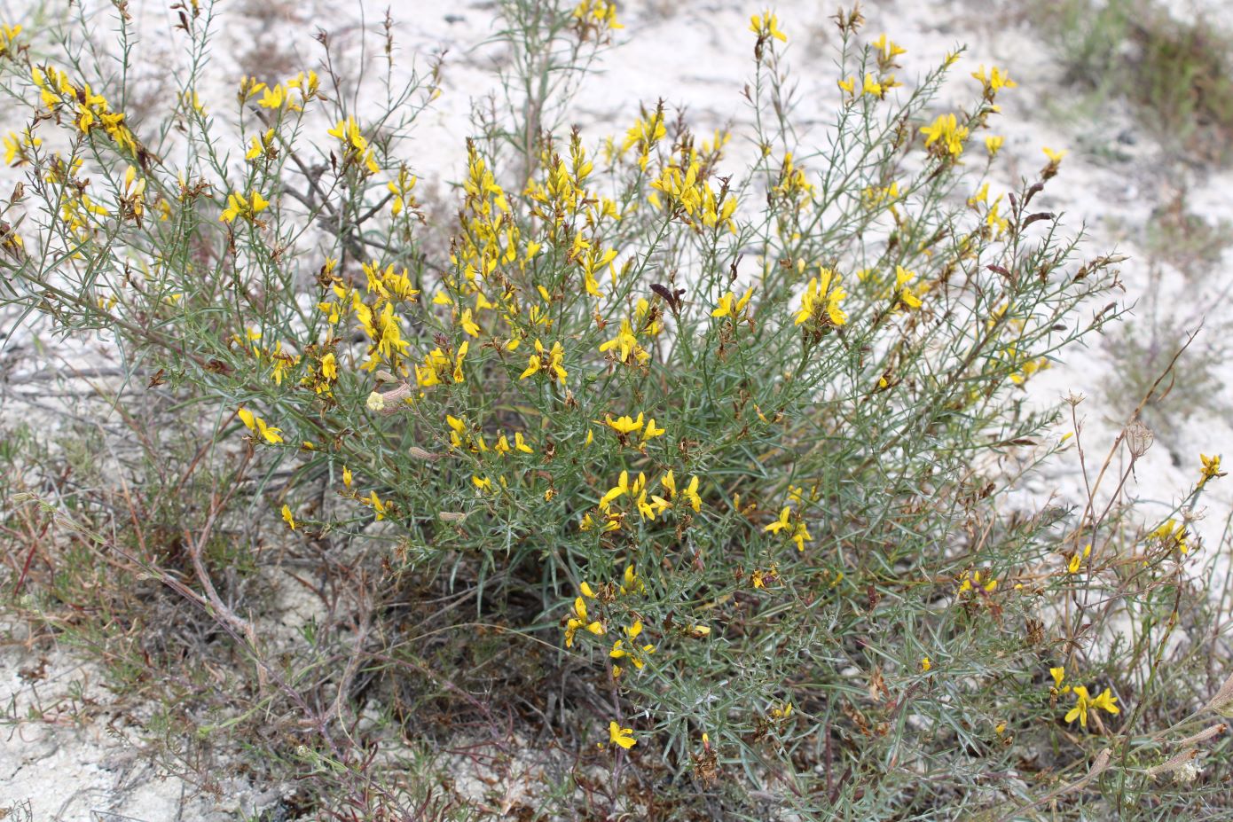 Изображение особи Genista tanaitica.