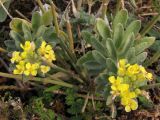 Alyssum calycocarpum. Побеги с соцветиями. Крым, Севастополь, мыс Кая-Баш. 21 января 2011 г.