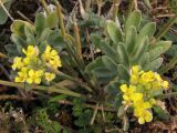 Alyssum calycocarpum