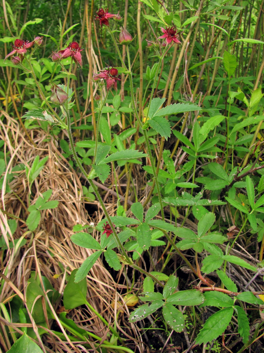 Image of Comarum palustre specimen.