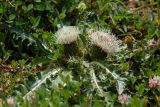 Cirsium rhizocephalum