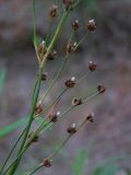 Juncus alpino-articulatus