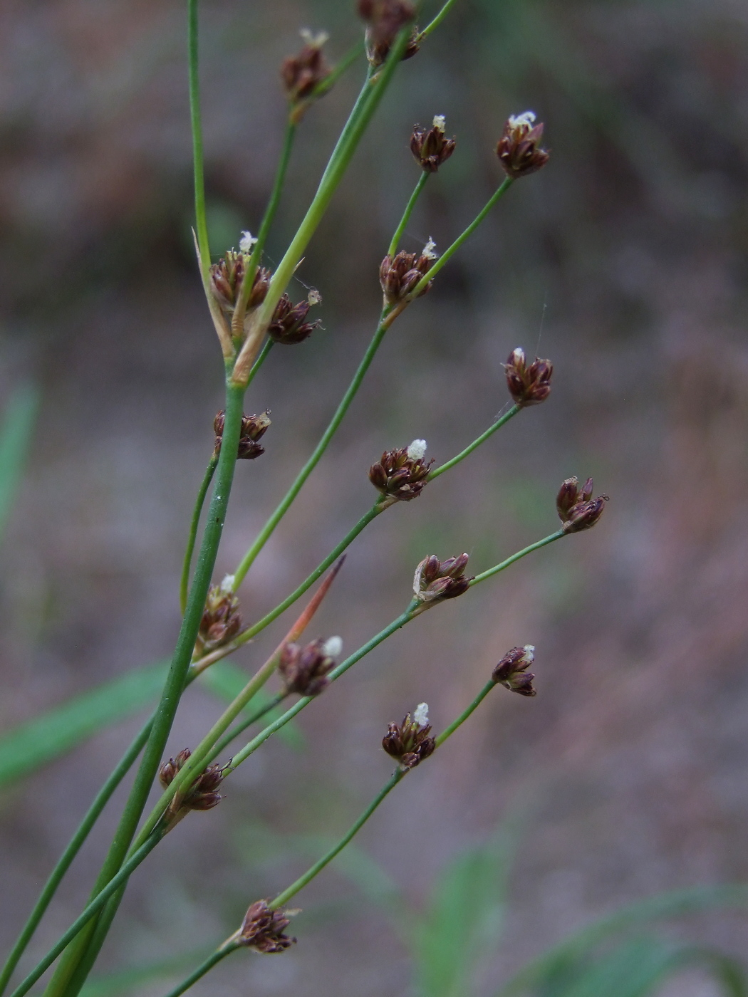 Изображение особи Juncus alpino-articulatus.