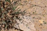 Erodium arborescens