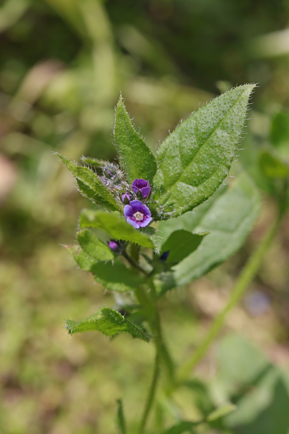 Изображение особи Asperugo procumbens.