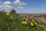 Adonis vernalis