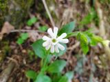 Melandrium latifolium