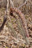 Populus davidiana